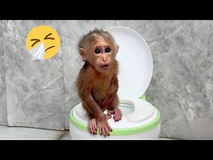 Baby Monkey Lulu’s Toilet Emergency — She Tried Her Best but It Was Too Late.