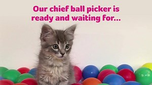 Our 'Chief Lottery Pickers' are practicing their ball skills ready for the big draw. Have you entered yet? For just £1 a week, you could #win one of up to 50 cash prizes, including a £1,000 weekly jackpot! And with every entry you buy, you'll also be helping us treat poorly pets. Play NOW! http://bit.ly/PDSAlottery | PDSA