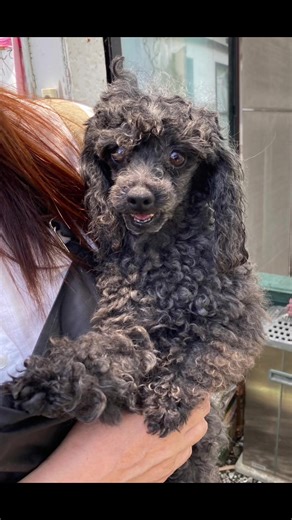 繁殖引退犬を迎えて３ヶ月。最初はお散歩の仕方もわからず、甘え方も知りませんでした。先住犬とも馴染めず不安でしたが、いまではだれも態度がでかく、わがままばかりの甘えん坊さんです♡お散歩もだいすきになりました♡最初の頃に比べ顔つきも変わって来たように感じます！これからもっと色んな経験をしようね♪ #犬のいる暮らし#犬のいる生活 #保護犬#繁殖引退犬#トイプードル#五郎丸#ドッグサロン#面白可愛い動物#おすすめにのりたい#プードルの日常#自慢のペット
