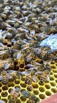 Bees Removing Weak Queen Cells #honeybeesting #beekeeping #beefeater #beekeeper #savethebees