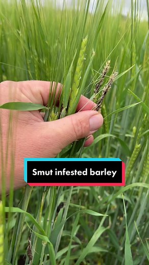 Smut-Infested Barley: The Impact of Eustalago Nuda