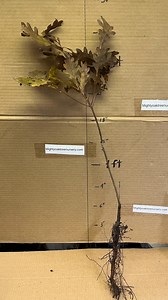 12-24” Tall White Oak (quercus Alba) 2 Year Old Plant, Well Rooted - Etsy