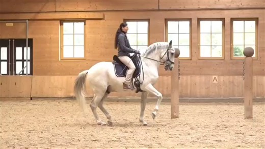 ***11th International Workshop*** "GET THE SPIRIT" Annual International CLASSICAL DRESSAGE WORKSHOP ”Get the Spirit” with ANJA BERAN in English language on 5th to 10th August 2024 at Gut Rosenhof, Germany “Focus topic: Transitions” Learning & Inspiration * Training for the horses well-being * Meet like-minded people from all over the world * With Anja Beran and her team All informations here: https://www.anjaberan.de/en/aktuelles/veranstaltungen/termin/11th-international-workshop-2024 | Classica