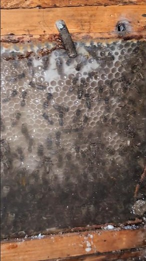 Bienen explodieren Mitte Oktober 😍😍 Spätes Füttern der Bienen #imkern #natur #bee