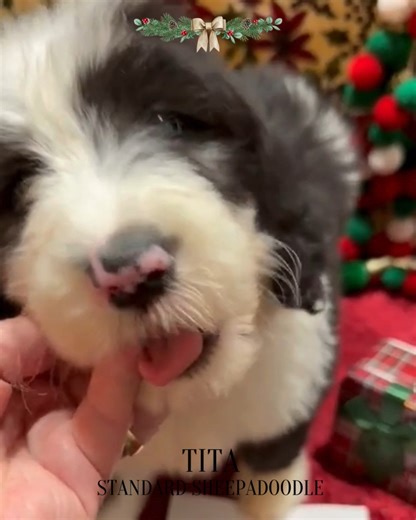 Grace Wood Farm on Instagram: "Meet Kala 🤍🖤 — our adorable small Standard Sheepadoodle from Mama Charlie’s litter (Mama Charlie x Daddy Cooper), now 7 weeks old. This little girl is growing beautifully and will soon be ready to bring her gentle, playful, and loving charm to her forever home 🏡✨ 🐾 Curious about Kala? We’d love to share more details, photos, and videos of her journey so far! Reach us at 803-888-4149 for inquiries and reservations. #smallstandardsheep
