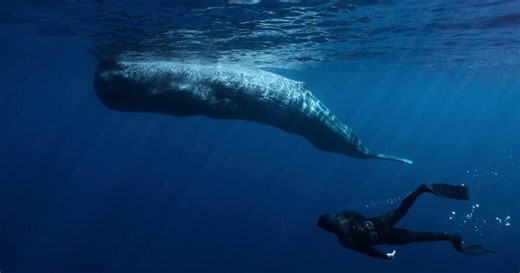 Whale with Steve Backshall