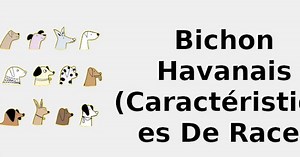 Bichon havanais (Caractéristiques de race) 🐶