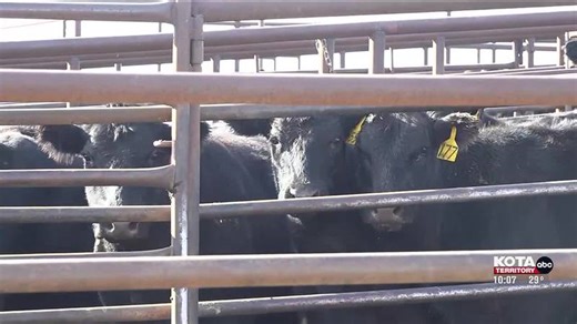 Cattle ranchers address challenges at Belle Fourche Livestock Market