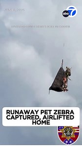 4.7M views · 44K reactions | Ed is back home! A runaway pet zebra that was on the loose for more than a week in Tennessee and became an internet sensation in the process was captured Sunday, authorities said. | ABC7 | Facebook