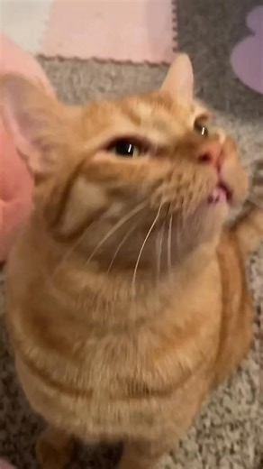 10K views · 818 reactions | peach is learning how to shake hands to step up his business | peachandpumpky | Facebook