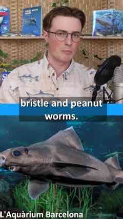 A Pig-Faced Shark_ - The Angular Roughshark #SharkWeek (1)