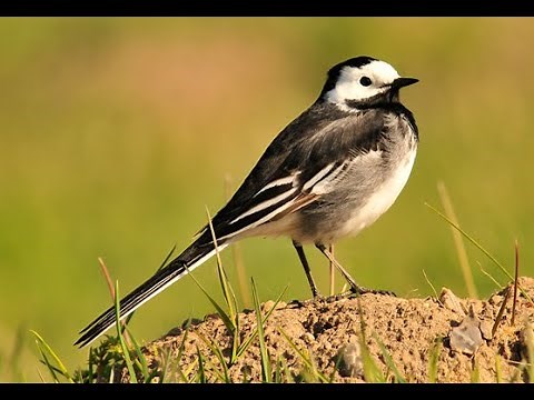 Pied wagtail 1h bird sound