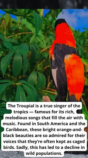 3.7K views · 299 reactions | Meet the Troupial – the golden-voiced...