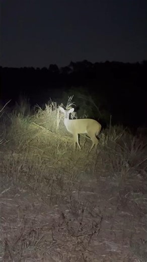 inacreditável o que esse veado fez veja 😨🦌 #caçadas #wildlife #espera #animals #nature #amazônia