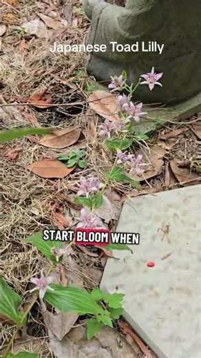 Japanese Toad Lily is a shade loving preanual plant that loves moist soil. ##fallblooms #shadegarde