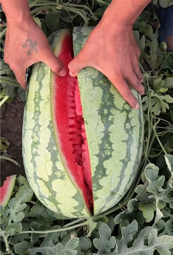 Fruit Cutting ASMR: Satisfying Fruit Cut Sounds