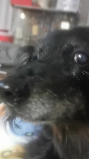 Pretty pretty dog | Ann Sine | Facebook