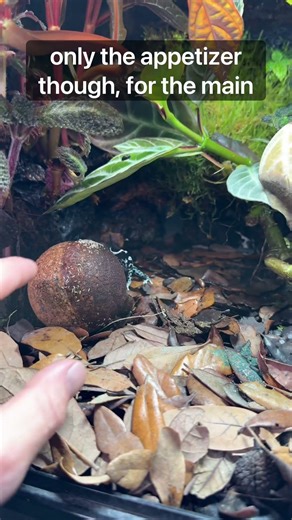 Springtail Corkball | Poison Dart Frogs! #fyp #youtubeshorts #bioactive