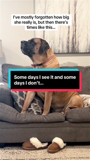 Most of the time she just looks like a normal dog to me, but every now and then I can really see what’s right in front of my face. 😂 But also, my poor couch cushion…😬 #giantdogsoftiktok #englishmastiff #mastiff #gentlegiant #raynethemastiff