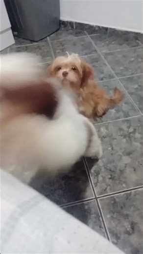 Ela não quer dormi no chão tem barata! 🤣🥰 #pets #petsfofinhos #cachorro #shihtzu