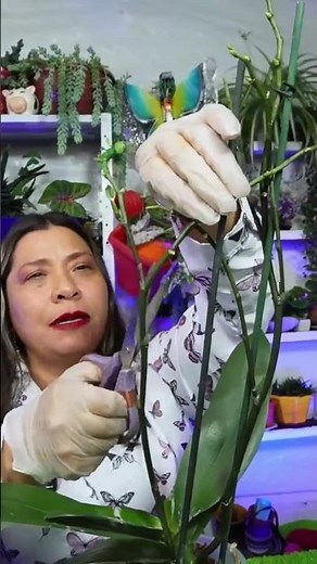 What to do when the orchid has finished blooming? Without making mistakes or damaging it.