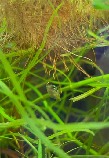 Why are pea puffers so damn cute 😭 and angry little things #peapuffer #aquariumhobby #fishtanksoftiktok #fishtanklife #plantedtank