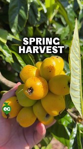 5M views · 178K reactions | A classic southern California spring harvest - broccoli, citrus, avocado, root crops, and loquats. And eggs. WAY too many eggs. Please tell me what to do, I'm drowning in EGGS. Keep on growing, Kevin | Epic Gardening | Facebook