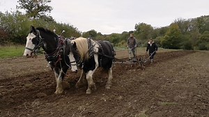December 6th! Walking Plough, we aren't really in to Ploughing matches, and have little to no inclination to ever have harness that clean, but we do Plough to grow vegetables and grain. It's an uncomfortable position to walk in and a slow and finicky tool. When you get it right though it's exceptionally satisfying to hear the gentle hiss of the mole board cutting the soil. Just don't mess it up, because if you need to take it back you have to pull it by hand and you soon appreciate how strong yo