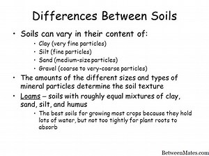 Saline Soil and Silty Soil - BIOLOGY 2026