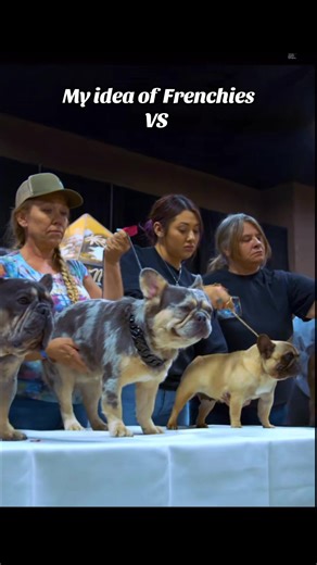 I’m not complaining 😭 #fyp #dogsoftiktok #frenchiesoftiktok #brunofromparis_ #doghumor @Jennifer Ramirez