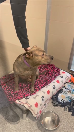 ADOPTED: Nena just arrived at Seattle Humane, and she’s already winning over staff and volunteers. She would love to win you over, too! Come meet Nena today. #pitbull #pittie #pibble #cutedog #adopt | Seattle Humane