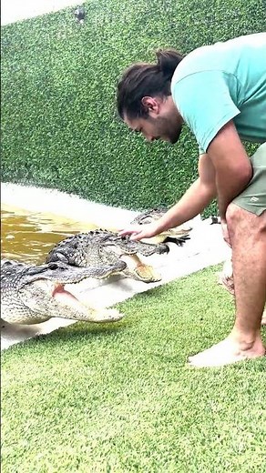 George Teaching Manners During Feeding Time to our Rescued Alligators at Everglades Holiday Park