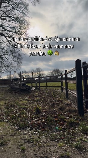 Danique de Decker | Dewidahoeve on Instagram: "🌳 Eetbaar bosje voor paarden Man weer overtuigd om te helpen 🤭 Alle planten zijn veilig en eetbaar voor paarden 🐴🌳 Dit is een bosje met meerdere soorten, omdat de paarden hier niet makkelijk bij kunnen. Normaal combineer ik niet zoveel soorten bij elkaar. Bij de andere hagen kies ik bewust voor maar een paar soorten, zodat de paarden niet alles op één plek vinden en blijven bewegend fourageren 🌿🐎 Deze hagen laat ik in een volgend filmpje zien 