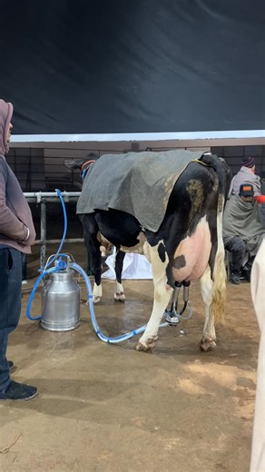 High Milking Breed ,, Malwa Farm | Malwa Farm