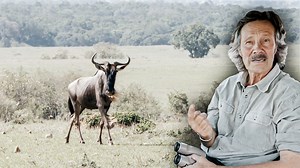 1.6M views · 9K reactions | Esta guepardo en pocos segundos logra atrapar a su presa #HistoriasDeGrandesFelinos  #BD | Animal Planet Latinoamérica | Facebook