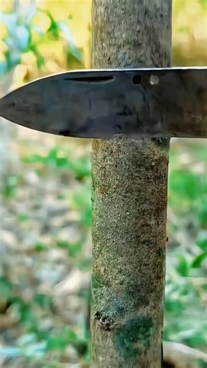 Best Grafting Techniques for Plants | Fast Plant Grafting Method