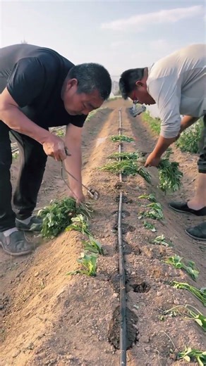 How to Plant Potato Seedlings Step by Step #satisfying #shorts