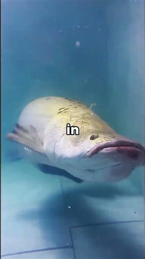 This Fish Strikes Faster Than You Can Blink?