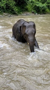 Bank Mahout on Reels