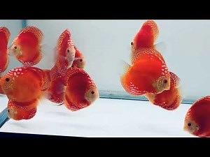 Red Rafflesia Discus - December 2020