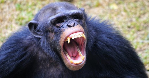 Chimpanzee Teeth: Everything You Need to Know