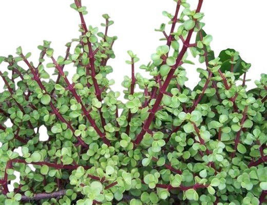 Elephant Bush Bonsai Tree - Portulacaria Afra Rooted Live Succulent Plant in 2", 4", 6" and Cuttings - Etsy