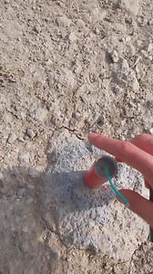 Shock Bull Dog firecracker | Blue Sky