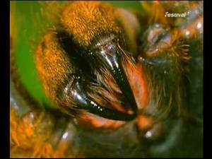 Geliebt und gefürchtet: Spinnen