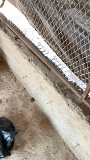 41K views · 578 reactions | Different types of chicken feed we have | How to start farming broiler chicken in South Africa  #farming #chicken #poultry #broilerchicken | Makwala Agri | Facebook