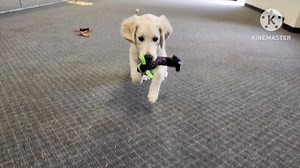 Lets welcome Pumpkin to the Dog Wizard family. Pumpkin joined our 14-day jumpstart to learn basic obedience and impulse control with resources | The Dog Wizard | Facebook