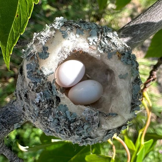 Hummingbird eggs are even tinier than you think