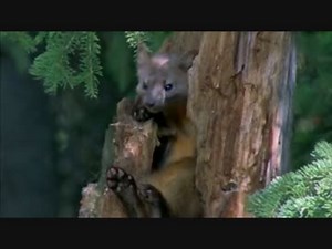 森林・命めぐる四季 (01 of 02)