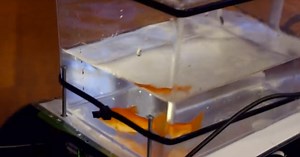 Meet the goldfish who can DRIVE its own CAR by swimming up and down