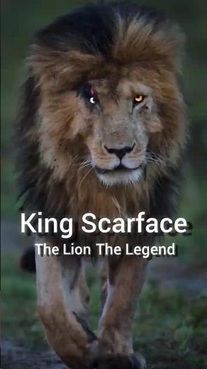 Scarface | The Last Legendary Lion of Masai Mara | A True King’s Story #scarfacelion #shorts